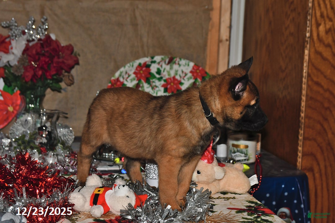 Belgian Malinois dogs for sale: Rex - Ad 10