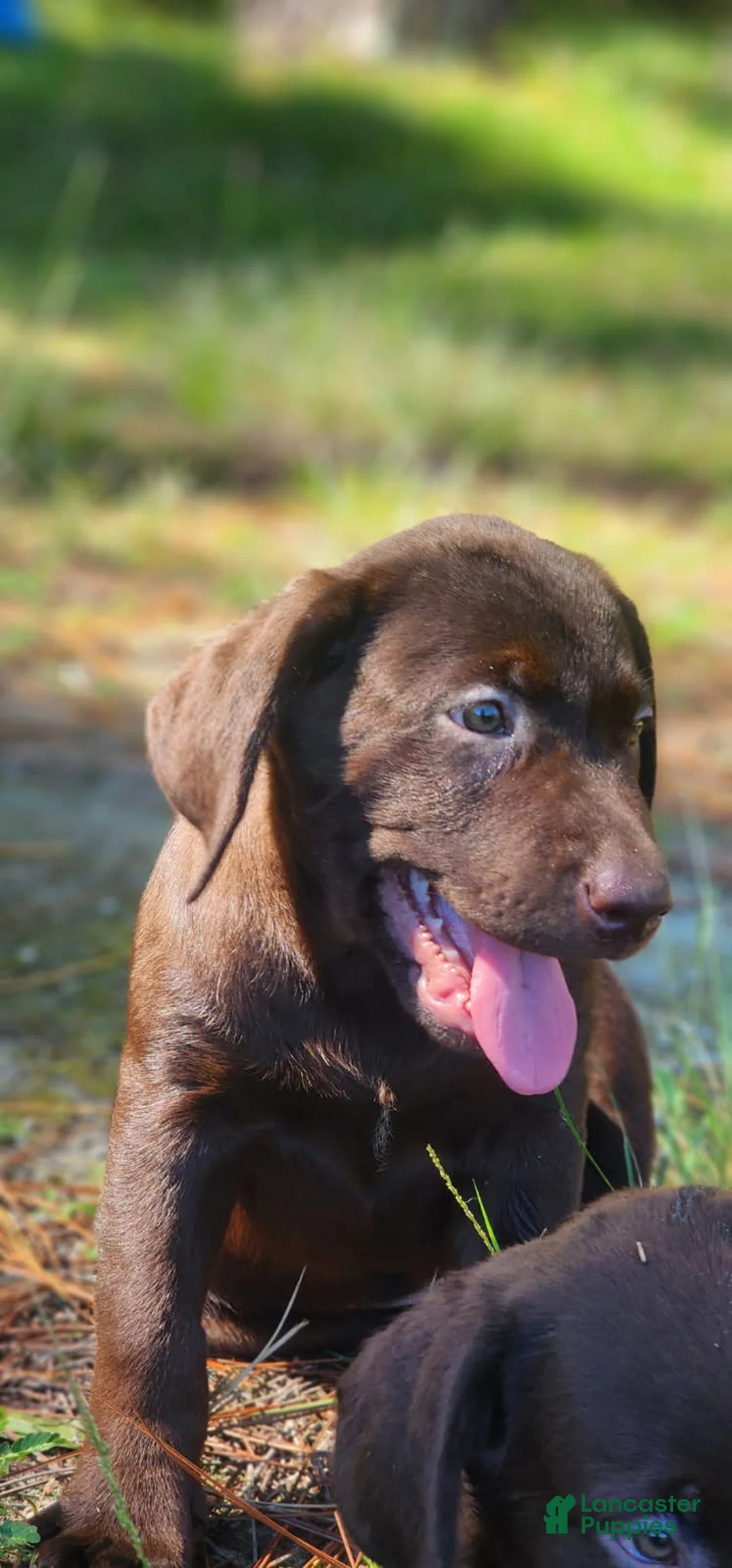 Labrador Retriever dogs for sale: Jan - Ad 2