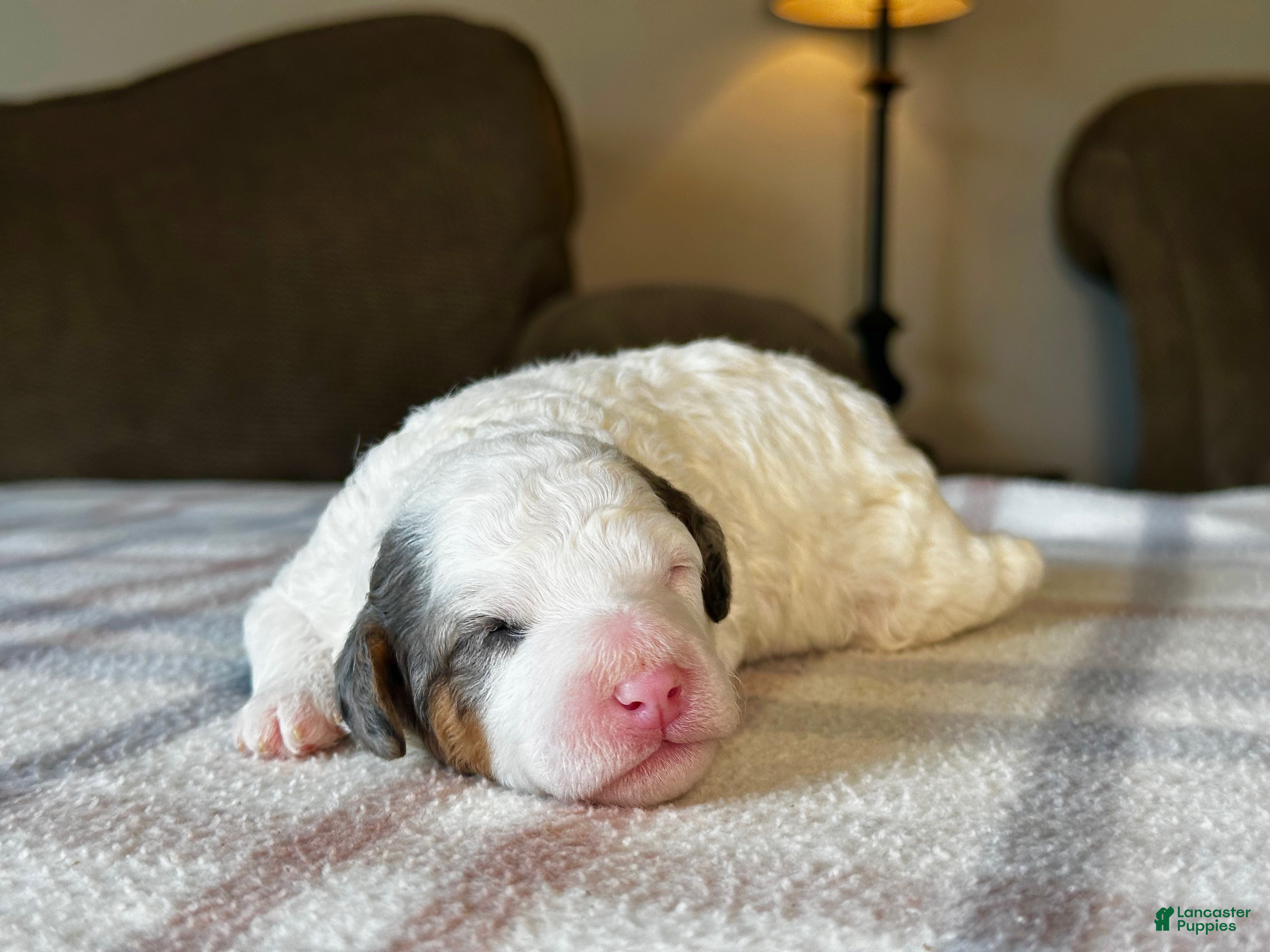 Mixed Breed dogs Parti Phantom Merle Micro Bernedoodle - Ad 1
