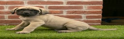 English Mastiff dogs for sale: Parker - Ad 3