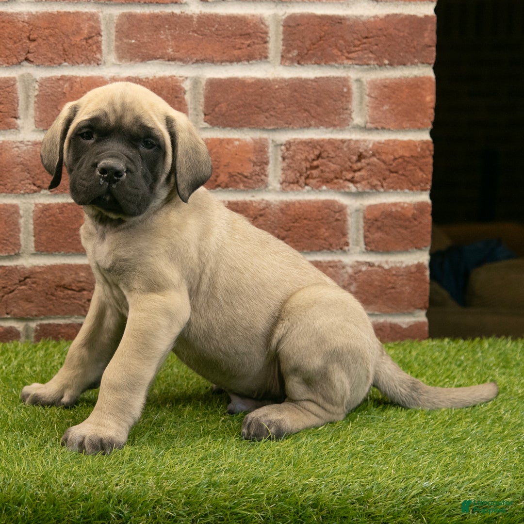 English Mastiff dogs for sale: Parker - Ad 3
