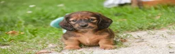 Miniature Dachshund dogs for sale: Annie Miniature Dachshund  - Ad 9