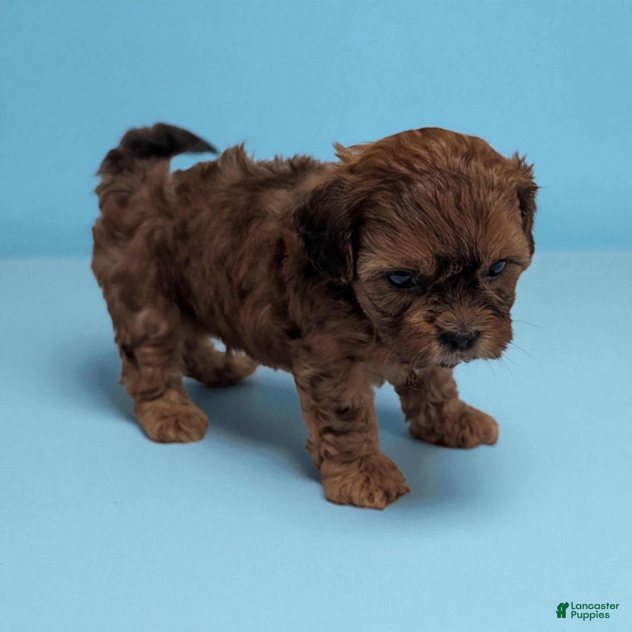 Shihpoo dogs Chase - Ad 28