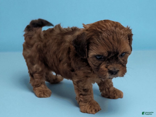 Shihpoo dogs Chase - Ad 33