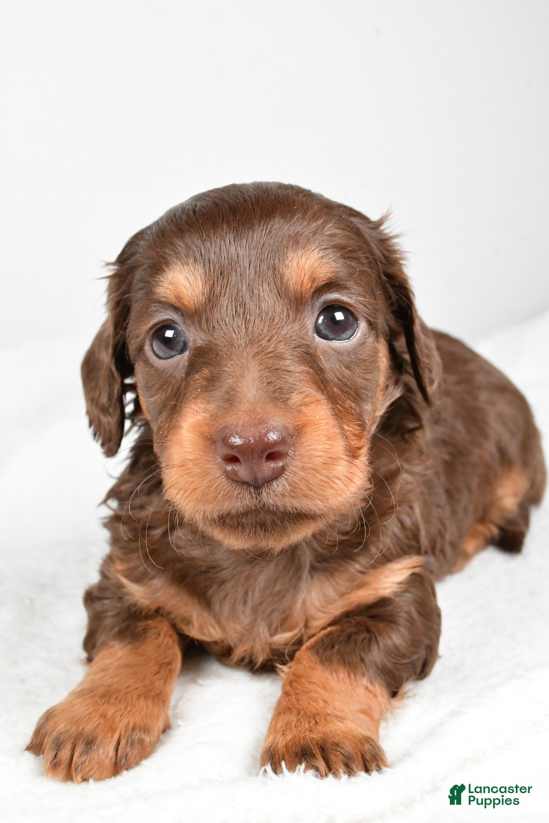 Miniature Dachshund dogs for sale: Callie - Ad 4