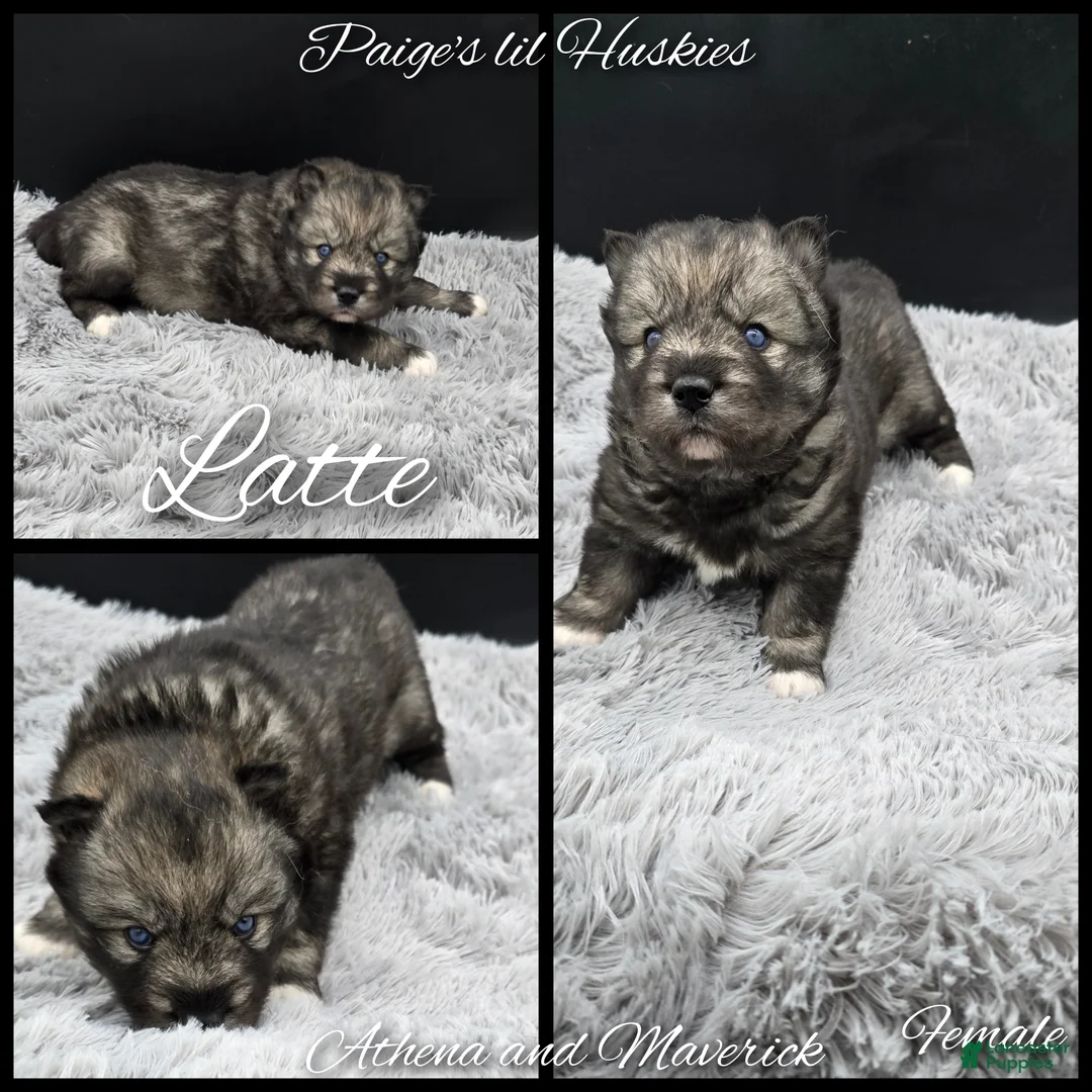 Siberian Husky dogs for sale: Latte  - Ad 2