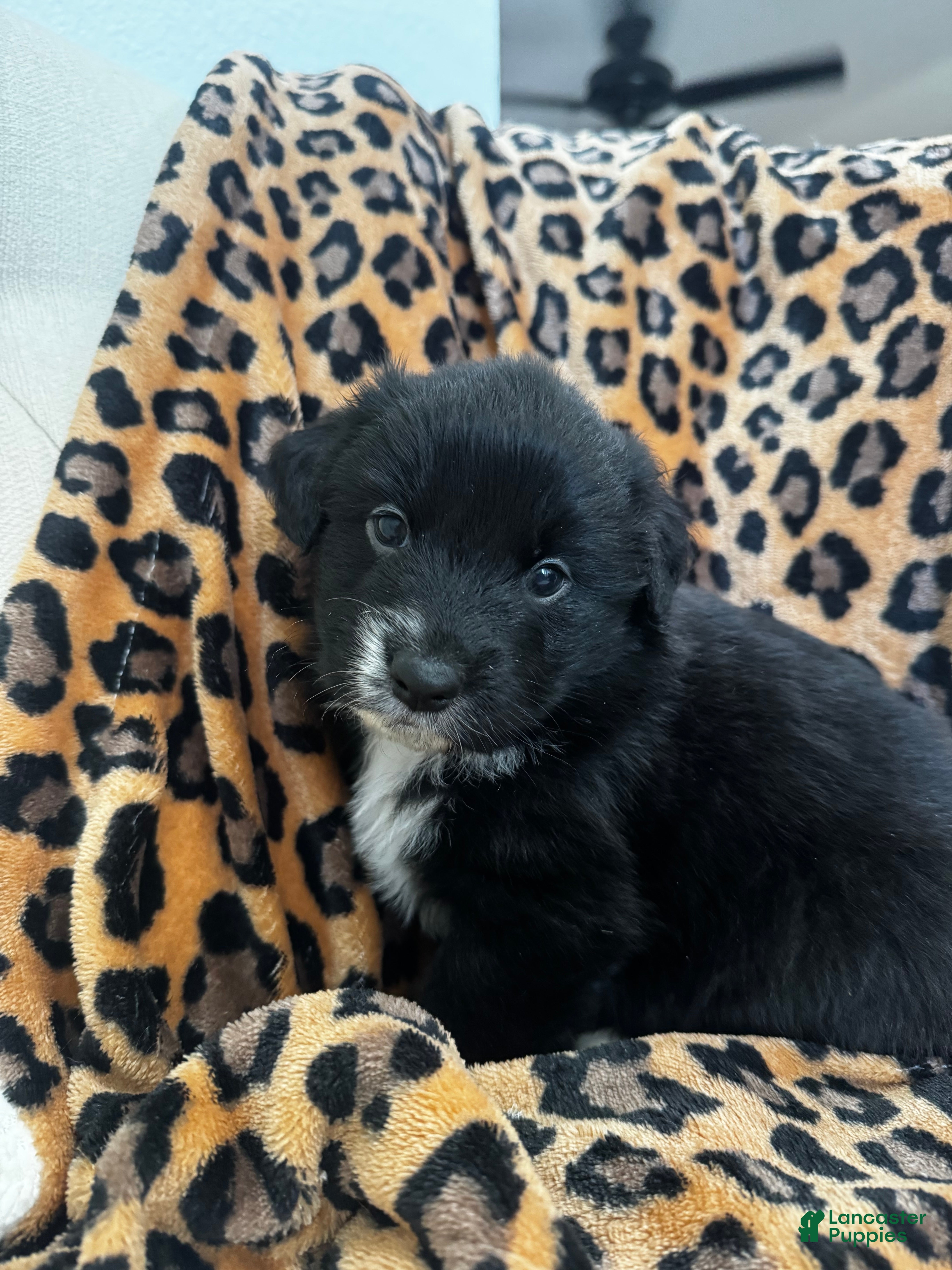 Australian Shepherd dogs Australian Shepherd Puppy 3 - Ad 2