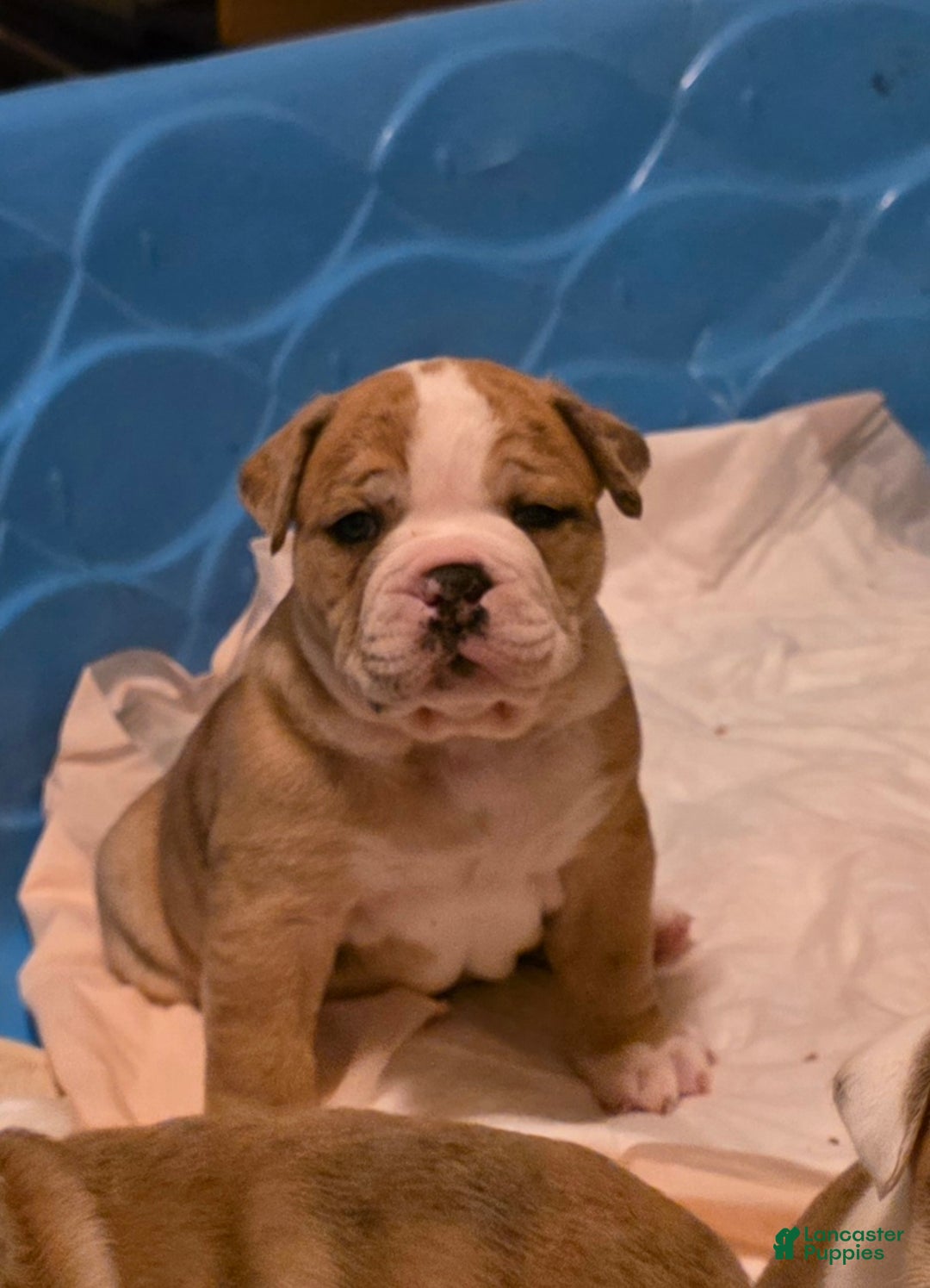 Mixed Breed dogs for sale: OLDE ENGLISH BULLDOG  - Ad 1