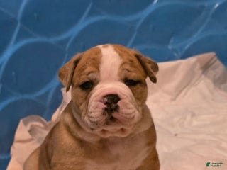 Mixed Breed dogs OLDE ENGLISH BULLDOG - Ad 41
