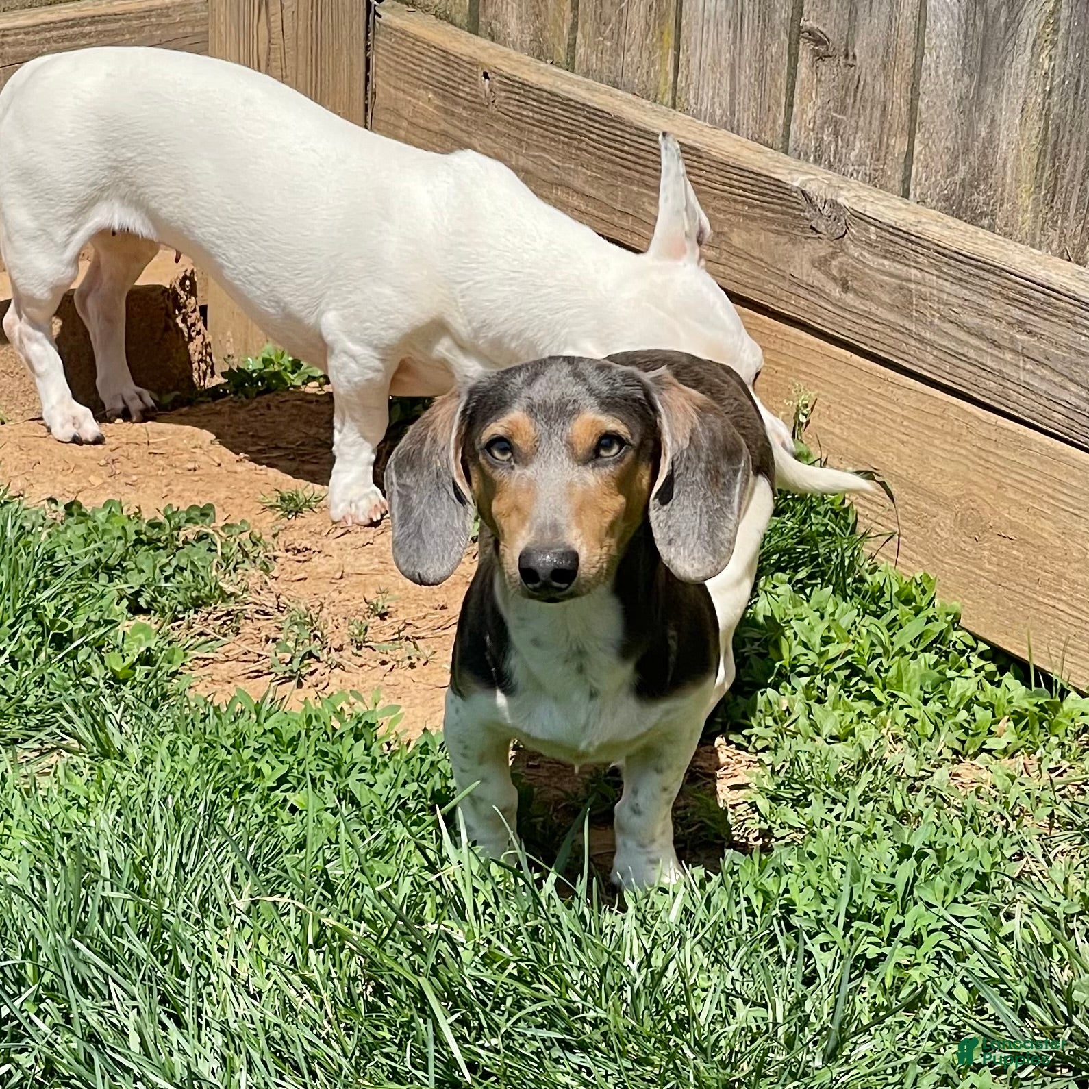 Dachshund dogs Murphy - Ad 23