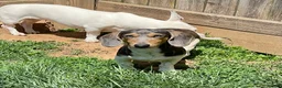 Dachshund dogs for sale: Murphy - Ad 1