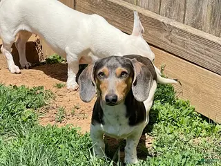 Dachshund dogs Murphy - Ad 23