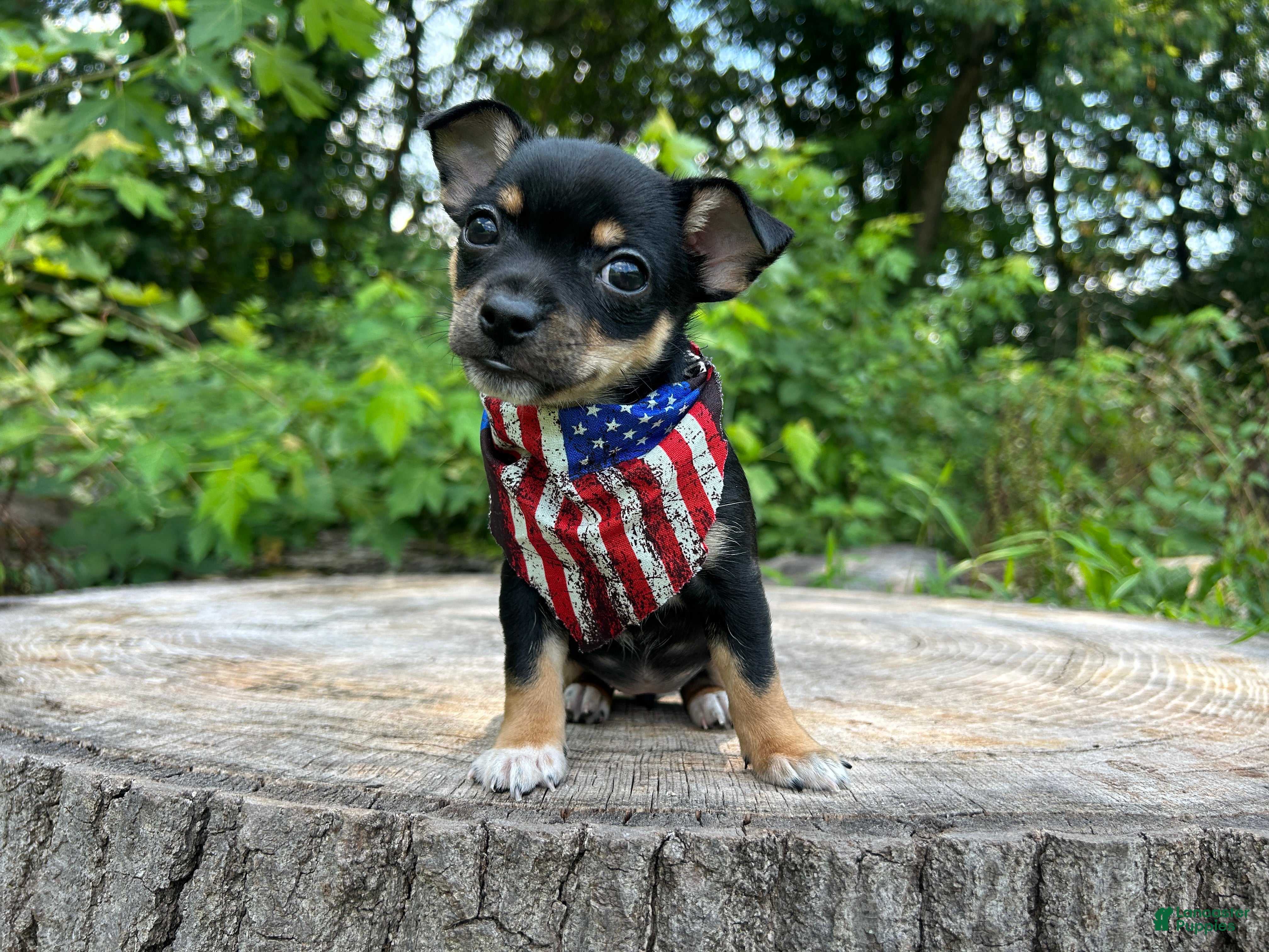 Chihuahua dogs 🐾Maggie~Black/tan Chihuahua - Ad 1