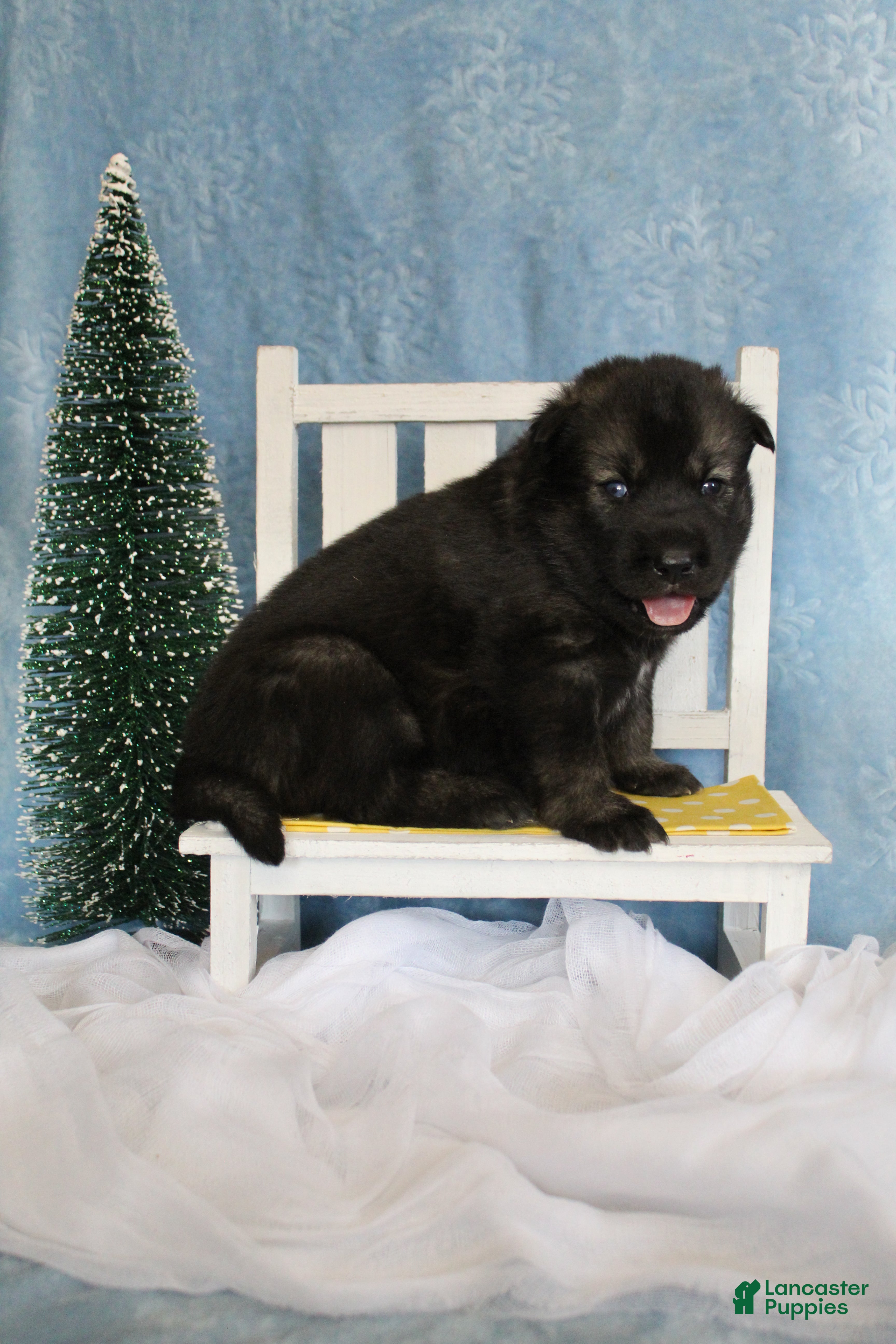 Gerberian Shepsky dogs 5 Yellow - Ad 7