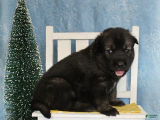 Gerberian Shepsky dogs 5 Yellow - Ad 10