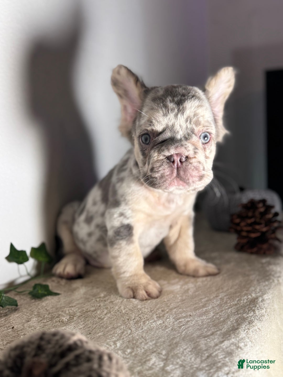 French Bulldog dogs for sale: Big Rope Lilac tan Merle Fluffy Male  - Ad 12