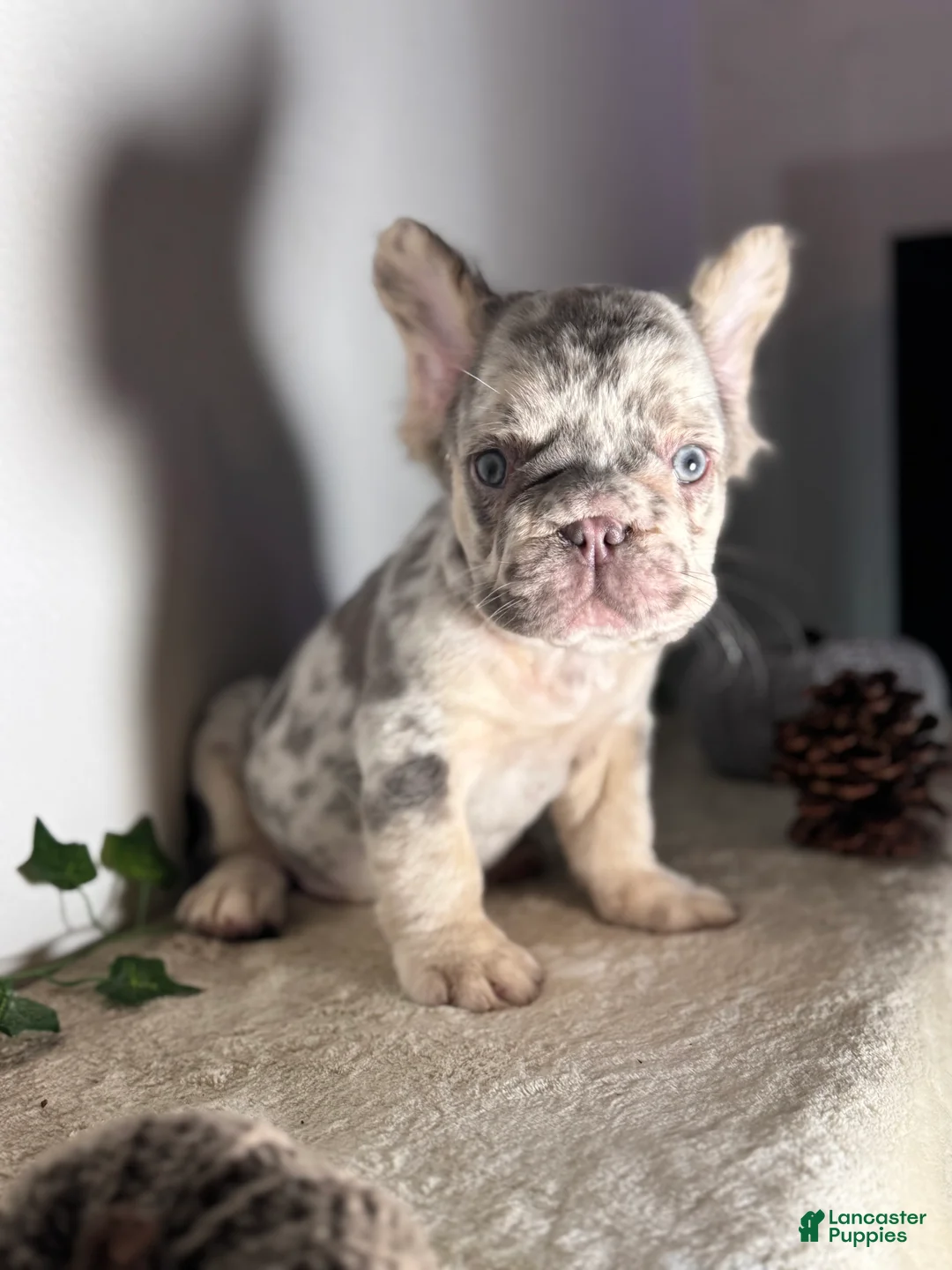 French Bulldog dogs for sale: Big Rope Lilac tan Merle Fluffy Male  - Ad 14