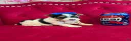 Yorkshire Terrier dogs for sale: Banana  - Ad 7