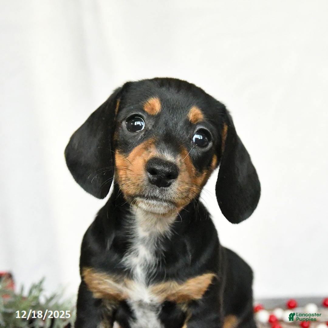 Miniature Dachshund dogs for sale: Lilac - Ad 5