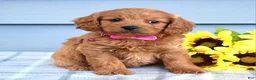Cavapoo dogs for sale: Cora - Ad 6