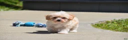 Maltipoo dogs for sale: Biscuit - Ad 4