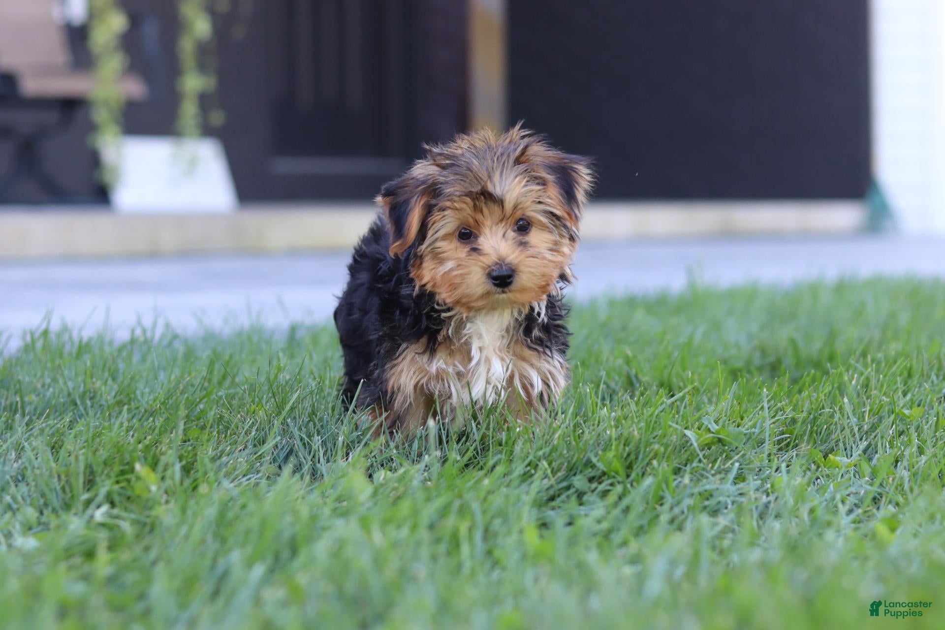 Yorkiepoo dogs Winston - Ad 1