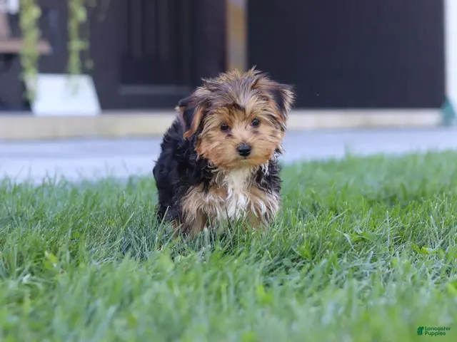 Yorkiepoo dogs for sale: Winston - Ad 1