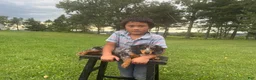 Miniature Dachshund dogs for sale: Pearl - Ad 42