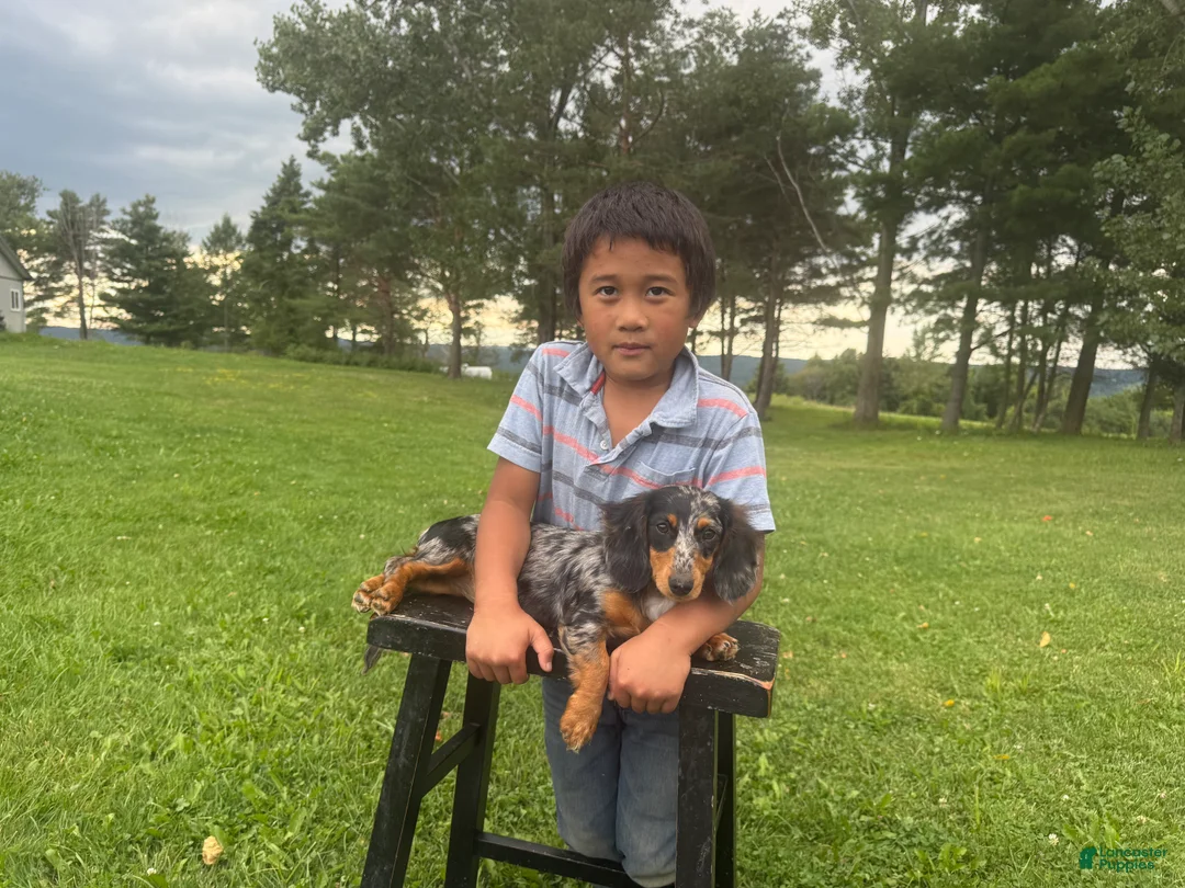 Miniature Dachshund dogs for sale: Pearl - Ad 42