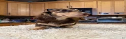 Miniature Dachshund dogs for sale: Chocolate and Cream AKC  - Ad 5
