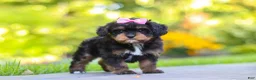 Cavapoo dogs for sale: Millie - Ad 4