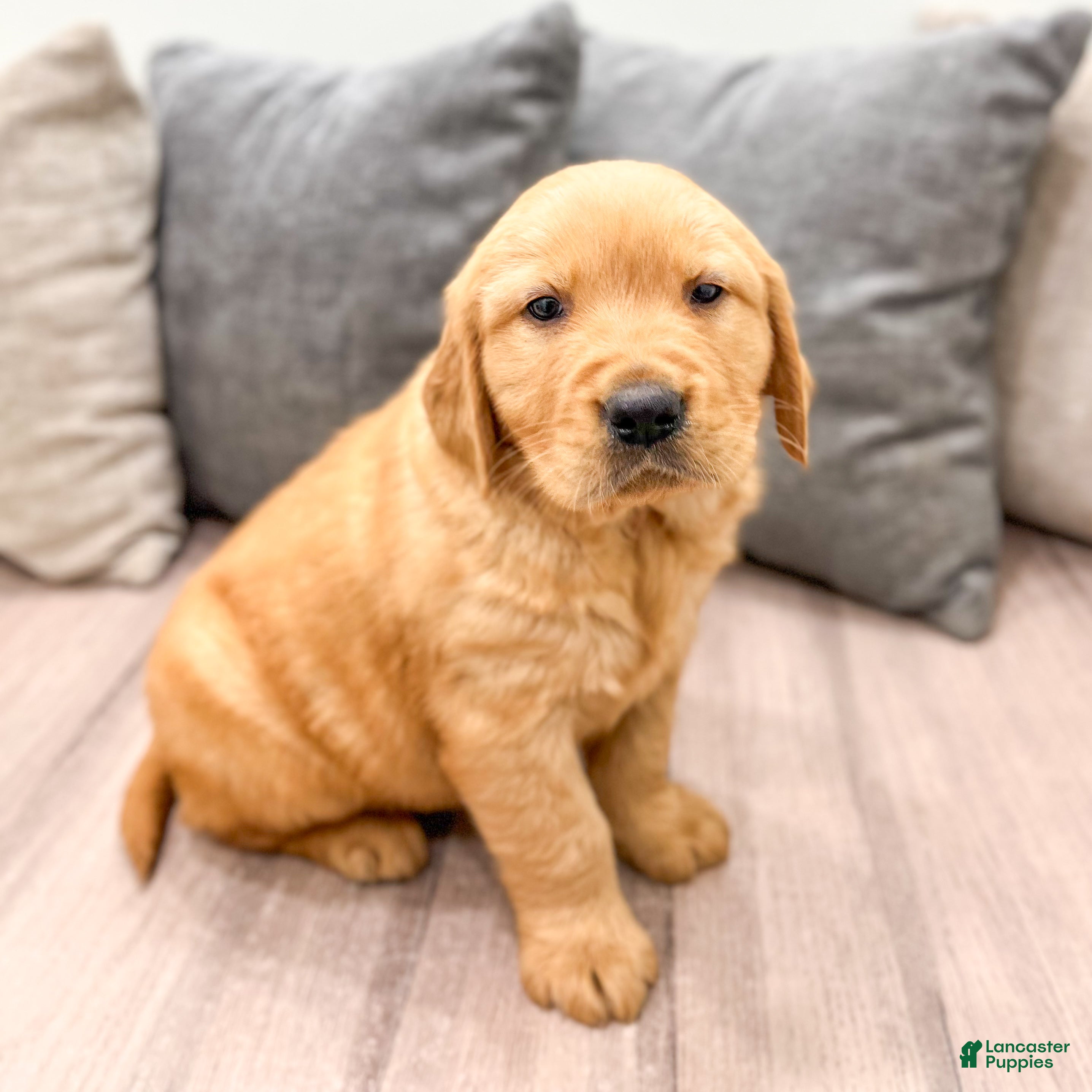 Golden Retriever dogs Boomer - Ad 1