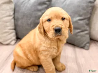 Golden Retriever dogs for sale: Boomer - Ad 3
