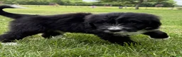 Bernedoodle dogs for sale: Charlie - Ad 2