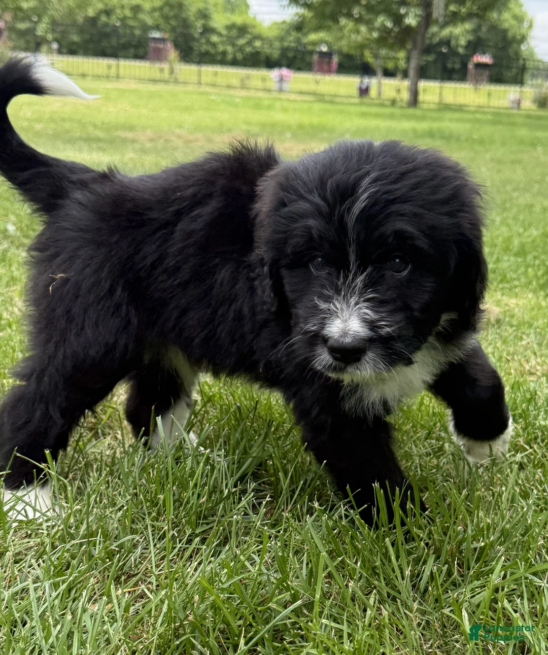 Bernedoodle dogs for sale: Charlie - Ad 2