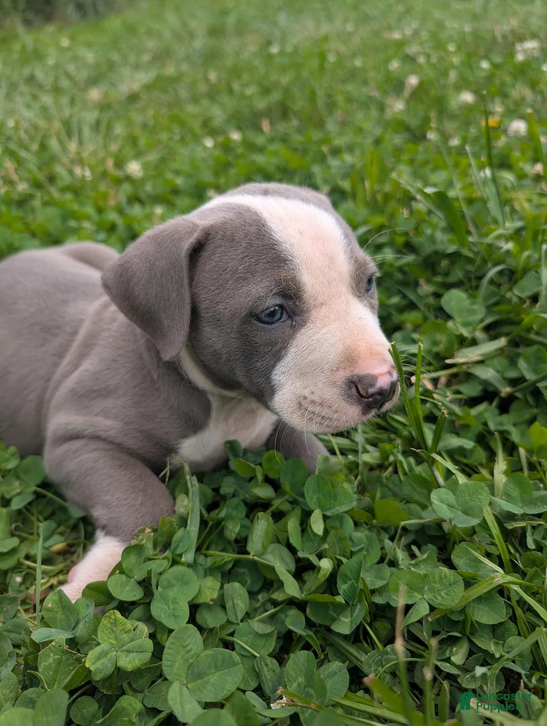 American Pit Bull Terrier dogs for sale: American Pit Bull Terrier Puppy 8 - Ad 2