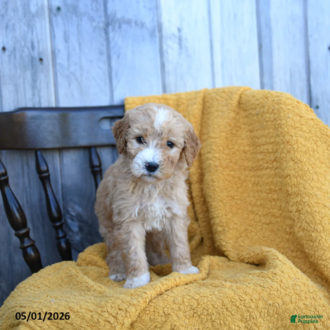 Goldendoodle dogs for sale: Queso - Ad 3