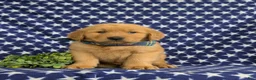 Golden Retriever dogs for sale: Travis AKC Reg - Ad 2