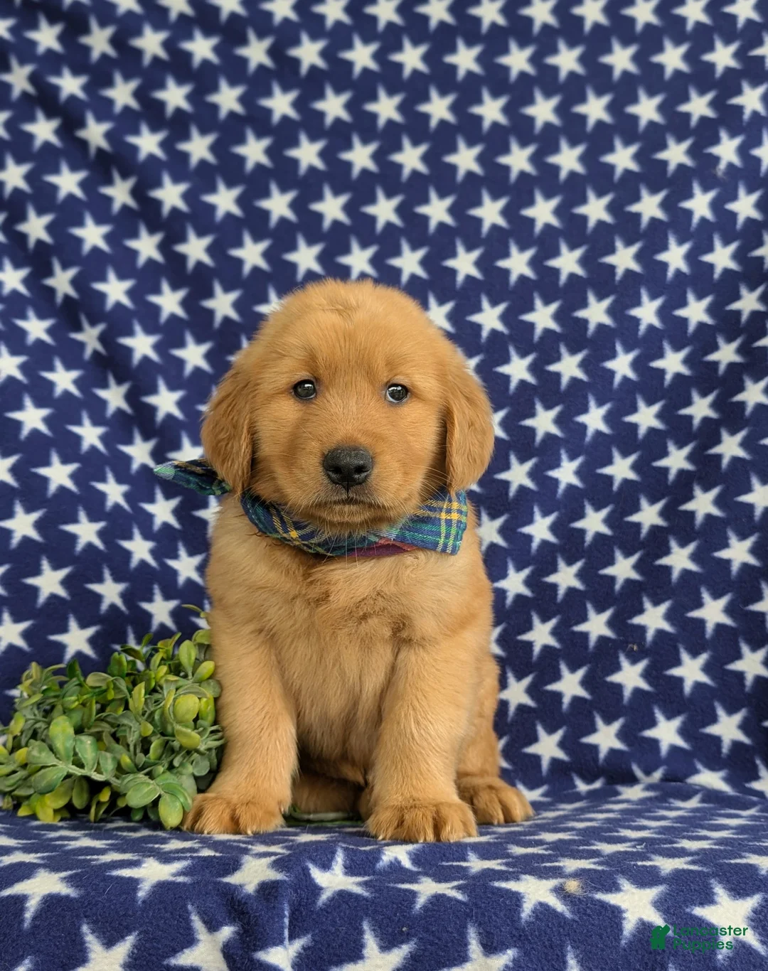 Golden Retriever dogs for sale: Travis AKC Reg - Ad 2