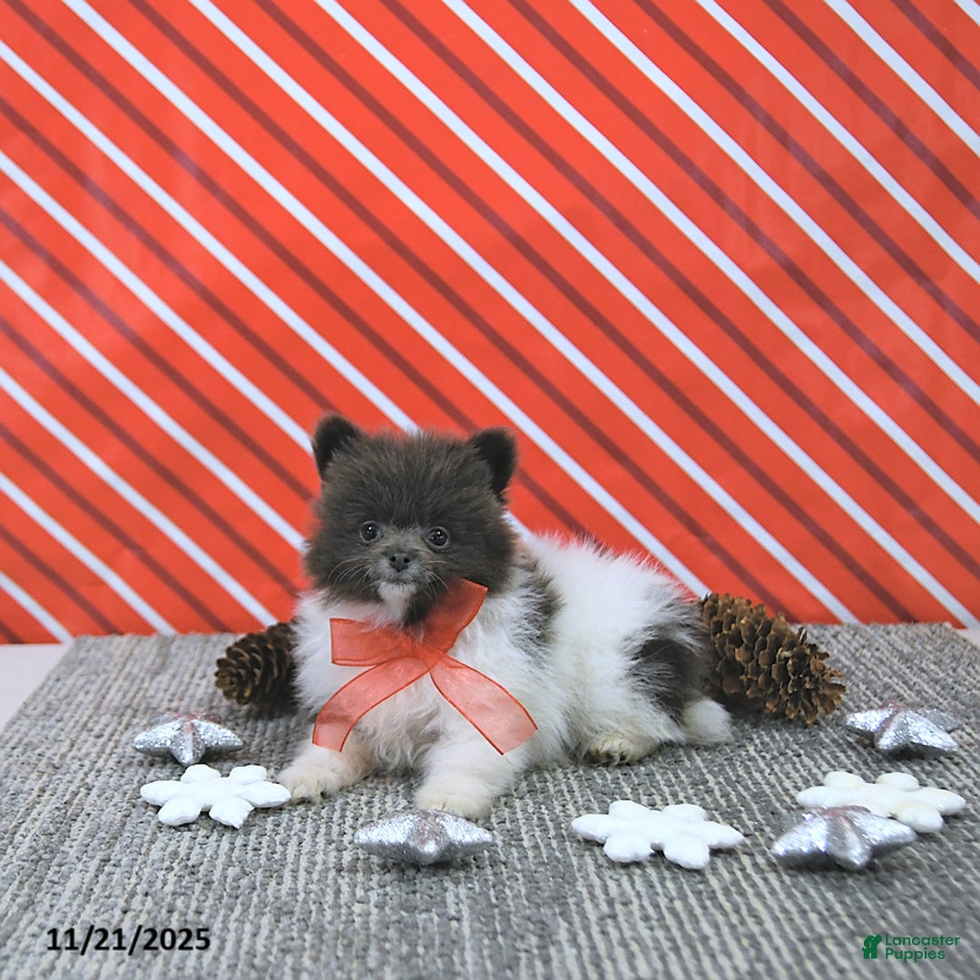 Pomeranian dogs for sale: Lana - Ad 9