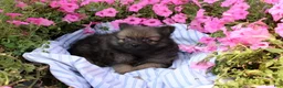Pomeranian dogs for sale: Creed - Ad 9