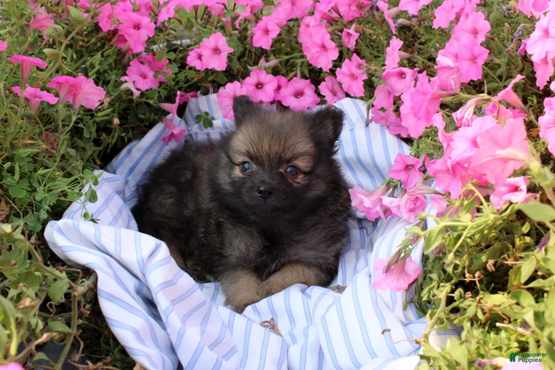 Pomeranian dogs for sale: Creed - Ad 9
