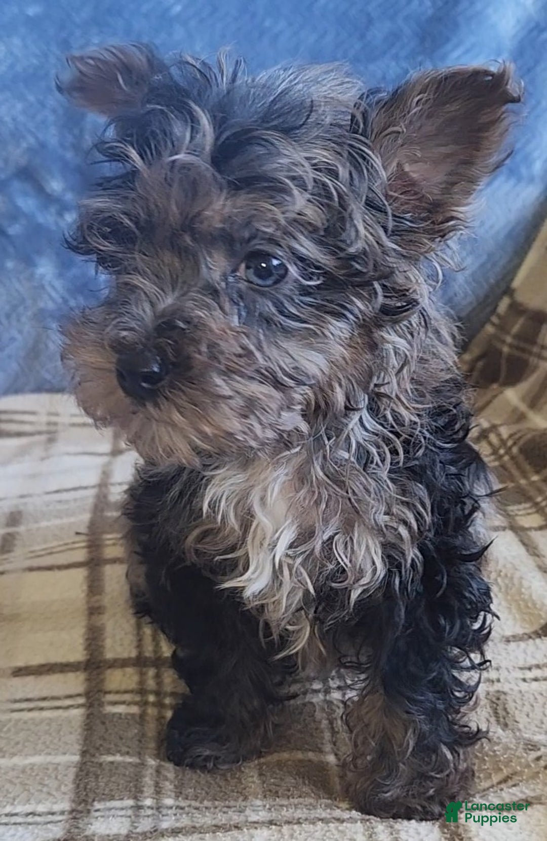 Yorkiepoo dogs for sale: Paul - Ad 4