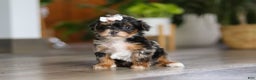 Yorkiepoo dogs for sale: Chanel - Ad 2