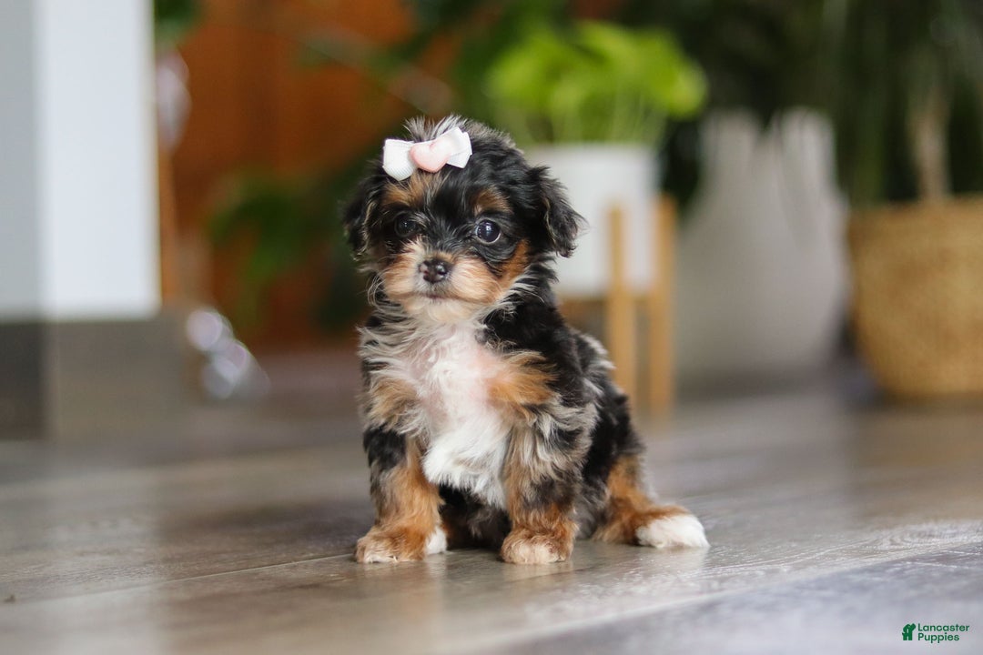 Yorkiepoo dogs for sale: Chanel - Ad 2