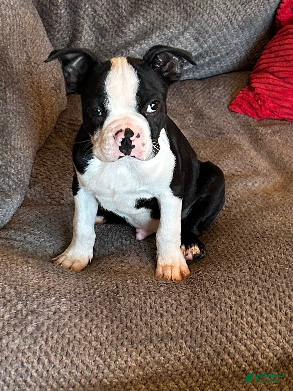 Boston Terrier dogs for sale: Boston Terrier 2 - Ad 1