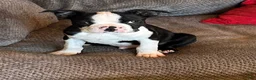 Boston Terrier dogs for sale: Boston Terrier 2 - Ad 1