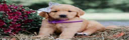 Golden Retriever dogs for sale: Amber AKC Golden Retriever - Ad 1