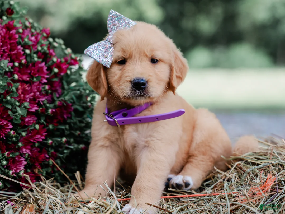 Golden Retriever dogs for sale: Amber AKC Golden Retriever - Ad 1