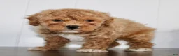 Cavapoochon dogs for sale: Travis - Ad 4